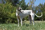 GREYHOUND 028